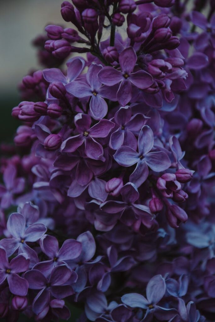 Vibrant lilac flowers blooming in spring, showcasing delicate purple petals.